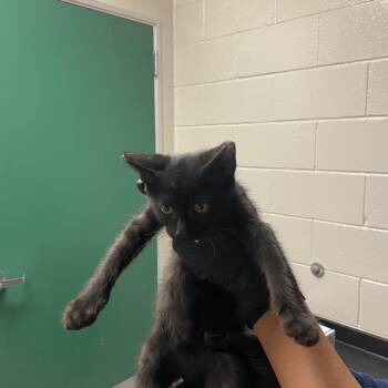 Pine -  Domestic Short Hair Cat for Adoption in Reno, Nevada - Pine | PetCurious