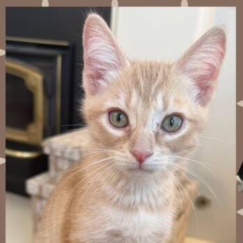 Hans -  Domestic Short Hair Cat for Adoption in Orangevale, California - Hans | PetCurious
