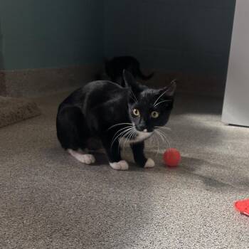 Ava -  Domestic Short Hair Cat for Adoption in Sarasota, Florida - Ava | PetCurious
