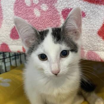 Cupie -  Domestic Short Hair Cat for Adoption in Chicago, Illinois - Cupie | PetCurious