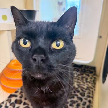 Domestic Short Hair Cats Available for Adoption - Hazel Mae | PetCurious