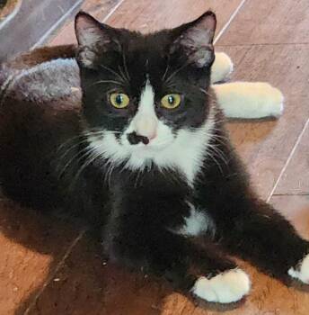 Rescue Tuxedo and Domestic Short Hair Cats for Adoption in Greensburg, Pennsylvania - Orchid | PetCurious