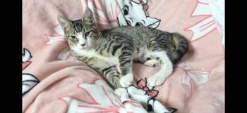 Rescue Domestic Short Hair Cats for Adoption in St. Petersburg, Florida - Taco Truck | PetCurious