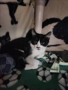 Rescue Domestic Short Hair Cats for Adoption in Brookings, South Dakota - Corban | PetCurious