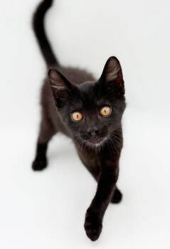 Hoolio - EPIC story - EPIC lover - VIDEO -  Bombay Cat for Adoption in Bedford Hills, New York - Hoolio - EPIC Story - EPIC Lover - VIDEO | PetCurious