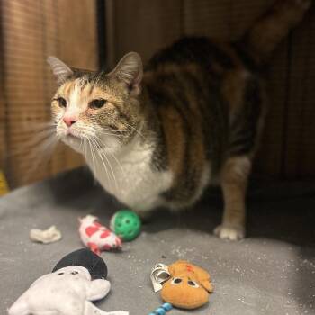 Zara -  Domestic Short Hair Cat for Adoption in Hanna City, Illinois - Zara | PetCurious