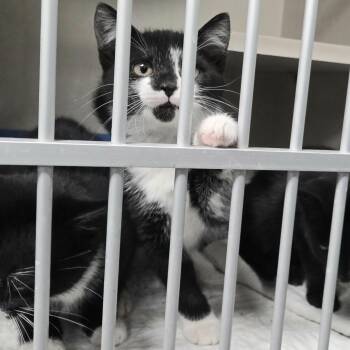 Rescue Domestic Short Hair Cats for Adoption in Westfield, Massachusetts - Giggle | PetCurious