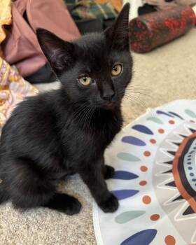 Merry -  Domestic Short Hair Cat for Adoption in Millcreek, Utah - Merry | PetCurious