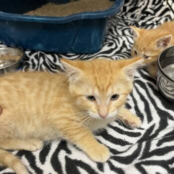 Cortana -  Domestic Short Hair Cat Available for Adoption in Detroit Lakes, Minnesota - Cortana | PetCurious