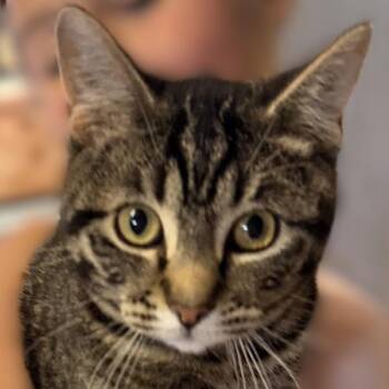 Buddy -- Bonded Buddy With Sparks -  Domestic Short Hair Cat for Adoption in Des Moines, Iowa - Buddy -- Bonded Buddy With Sparks | PetCurious