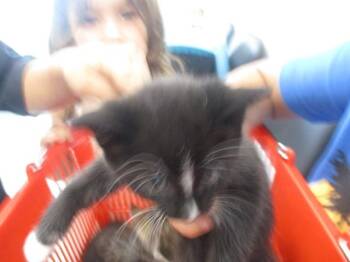 THEODORE ROOSEVELT -  Domestic Short Hair Cat for Adoption in Ocala, Florida - THEODORE ROOSEVELT | PetCurious