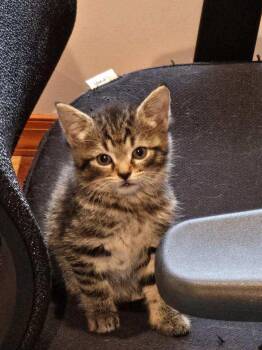 Rescue Domestic Short Hair Cats for Adoption in Moorestown, New Jersey - Sprout | PetCurious