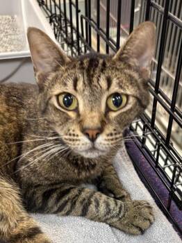 Rudy -  Domestic Short Hair Cat for Adoption in Little Rock, Arkansas - Rudy | PetCurious