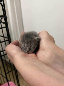 Butternut -  Domestic Short Hair Cat for Adoption in Deltona, Florida - Butternut | PetCurious