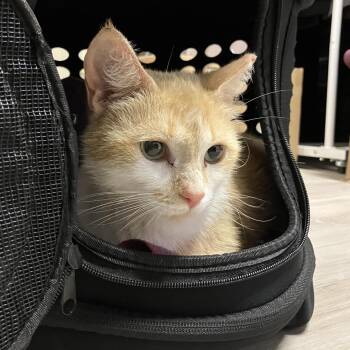 Tangerina Jolie -  Domestic Short Hair Cat for Adoption in Silver Spring, Maryland - Tangerina Jolie | PetCurious
