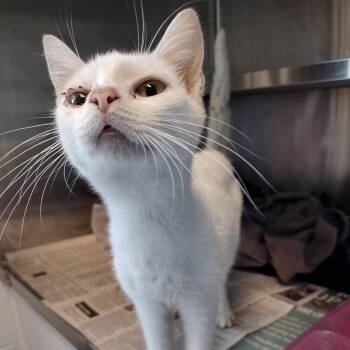 Angel -  Domestic Short Hair Cat for Adoption in Chattanooga, Tennessee - Angel | PetCurious
