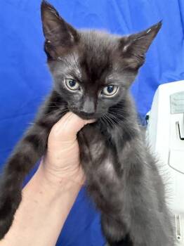 Domestic Short Hair Cats Available for Adoption in Dallas, Texas - PULTO | PetCurious