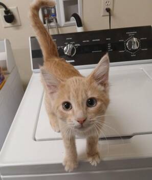 Shasta -  Domestic Short Hair Cat for Adoption in Ladysmith, Wisconsin - Shasta | PetCurious