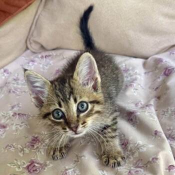 Domestic Short Hair Cats Available for Adoption in Williston, Florida - Freddie Singleton | PetCurious