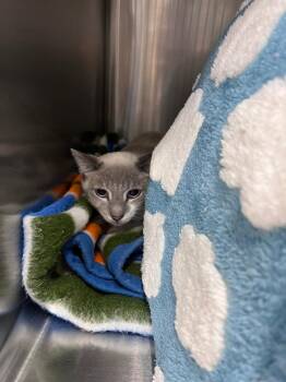 Siamese Cats Available for Adoption in Twentynine Palms, California - Ocean | PetCurious