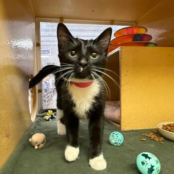 Boots -  Domestic Short Hair Cat for Adoption in Brentwood, Missouri - Boots | PetCurious
