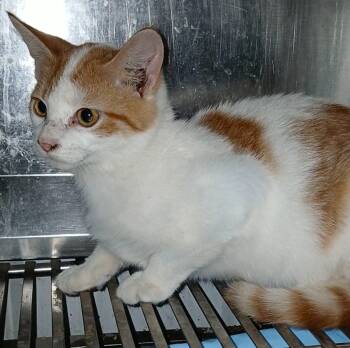 Rescue Domestic Short Hair Cats for Adoption in Olney, Illinois - Sasha | PetCurious