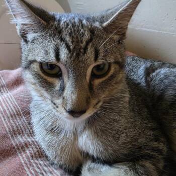 Beach Ball -  Domestic Short Hair Cat for Adoption in Harrisonburg, Virginia - Beach Ball | PetCurious