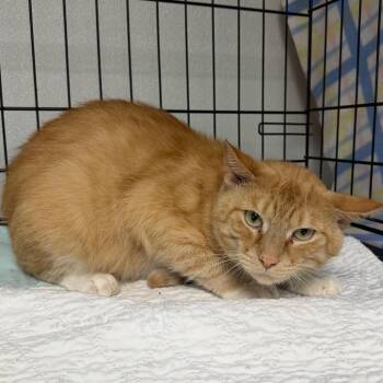 Marvin -  Domestic Short Hair Cat for Adoption in Canton, Illinois - Marvin | PetCurious