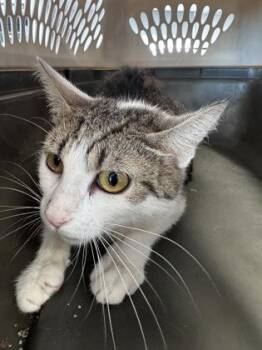 Berry pop -  Domestic Short Hair Cat for Adoption in West Chester, Pennsylvania - Berry Pop | PetCurious