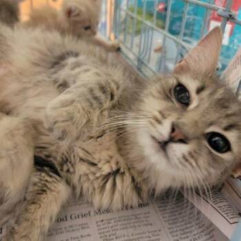 Mama Sadie -  Domestic Medium Hair and Domestic Short Hair Cat for Adoption in Westland, Michigan - Mama Sadie | PetCurious