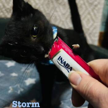 Rescue Domestic Short Hair Cats for Adoption in Carmel, Indiana - Storm | PetCurious