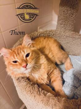 Domestic Medium Hair Cats Available for Adoption - Thom | PetCurious