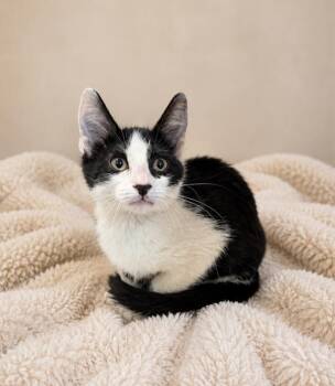 Wilma -  Domestic Short Hair Cat for Adoption in Lafayette, Louisiana - Wilma | PetCurious