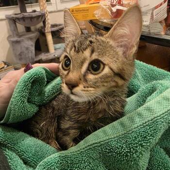 Fidget -  Domestic Short Hair Cat for Adoption in Fort Lauderdale, Florida - Fidget | PetCurious