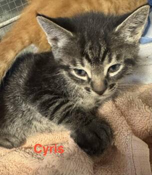 Tabby and Domestic Short Hair Cats Available for Adoption in Shrewsbury, Massachusetts - Cyros | PetCurious