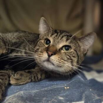 Bronson -  Domestic Short Hair Cat for Adoption in Westland, Michigan - Bronson | PetCurious