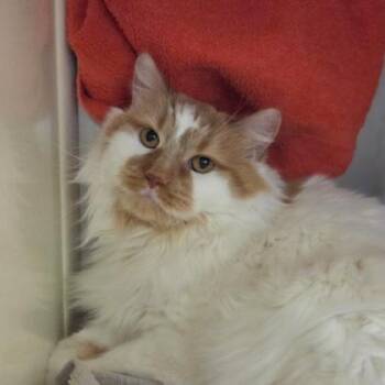 Domestic Medium Hair and Domestic Short Hair Cats Available for Adoption in Westland, Michigan - Kenza | PetCurious