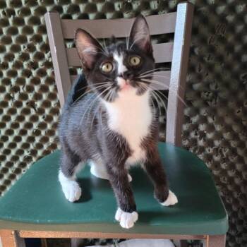 Chicken Feet -  Domestic Short Hair Cat for Adoption in New York, New York - Chicken Feet | PetCurious