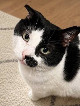 Oreo -  Domestic Short Hair Cat Available for Adoption in Sioux Falls, South Dakota - Oreo | PetCurious