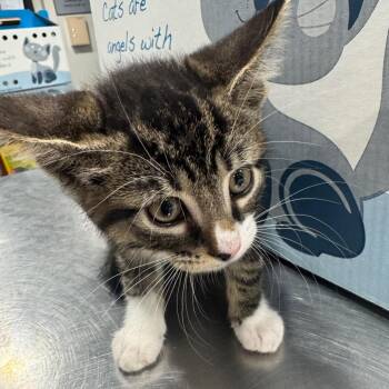 Domestic Short Hair Cats Available for Adoption in Tampa, Florida - Kaia | PetCurious