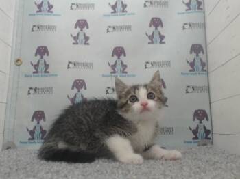 Domestic Short Hair Cats Available for Adoption in Orlando, Florida - JACK | PetCurious