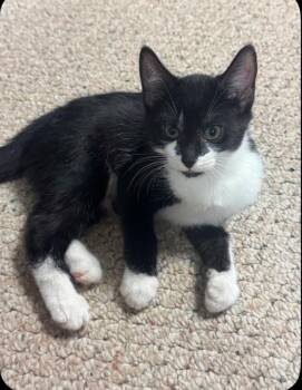 Clementine -  Domestic Short Hair Cat for Adoption in Randolph, Alabama - Clementine | PetCurious