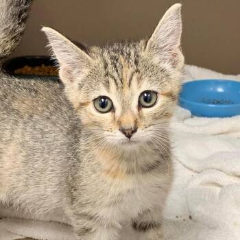 Georgia -  Domestic Short Hair Cat for Adoption in Cleveland, Mississippi - Georgia | PetCurious