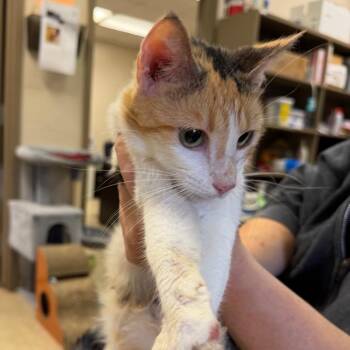 Reya -  Domestic Short Hair Cat for Adoption in Birmingham, Alabama - Reya | PetCurious