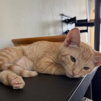 Moria - City of Industry location -  Domestic Short Hair Cat for Adoption in Chino Hills, California - Moria - City Of Industry Location | PetCurious