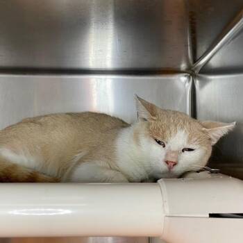 Champagne -  Domestic Short Hair Cat for Adoption in Roanoke, Virginia - Champagne | PetCurious