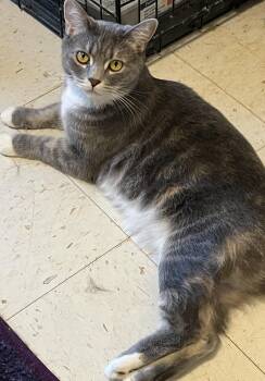 Rescue Domestic Short Hair Cats for Adoption in Moline, Illinois - Molly | PetCurious