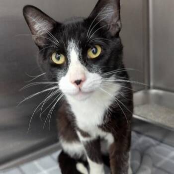 LINGUINI -  Domestic Short Hair Cat for Adoption in Methuen, Massachusetts - LINGUINI | PetCurious