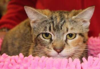 Rescue Tabby and Torbie Cats for Adoption in Jeffersontown, Kentucky - Liza | PetCurious