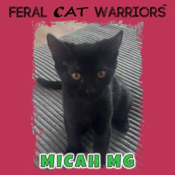 Micah MG -  Domestic Short Hair Cat for Adoption in Kingman, Arizona - Micah MG | PetCurious